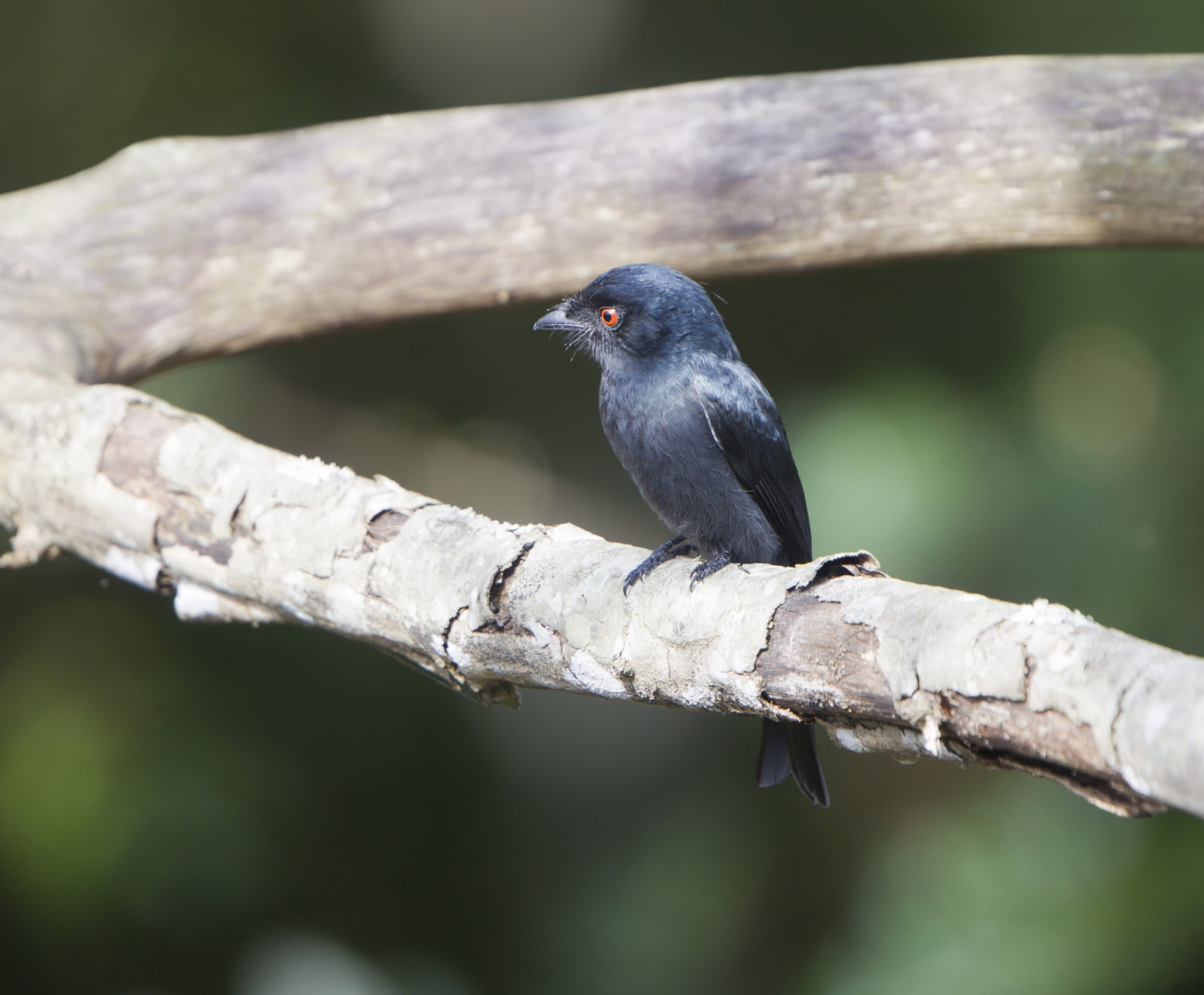 image Common Square-tailed Drongo